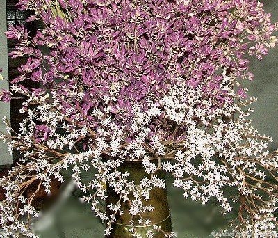 Limonium tataricum German Statice image