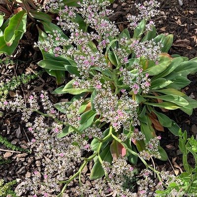 Limonium tataricum German Statice image