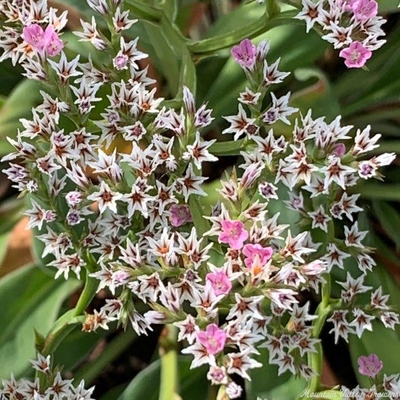 Limonium tataricum German Statice image