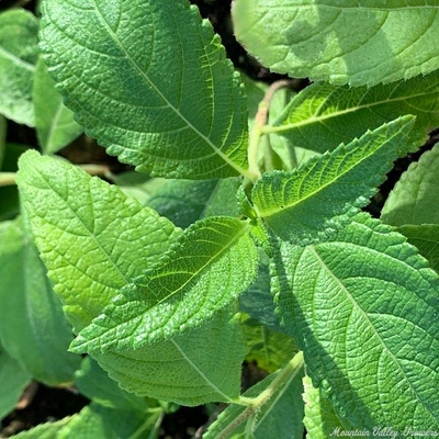Lippia alba carterae Licorice Verbena image