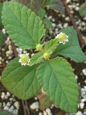 Lippia dulcis Aztec Sweet Herb image