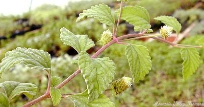 Lippia dulcis Aztec Sweet Herb image