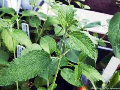 Lippia graveolens Mexican Oregano image