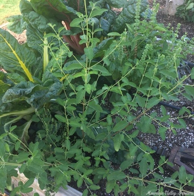 Lippia graveolens Mexican Oregano image