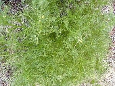 Matricaria recutita German Chamomile image