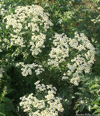 Matricaria recutita German Chamomile image