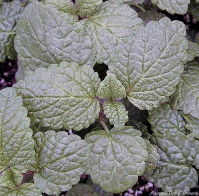 Melissa officinalis Lemon Balm image