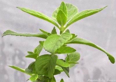 Mentha arvensis Banana Mint image