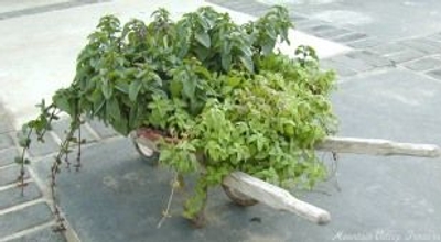 Mentha arvensis Banana Mint image