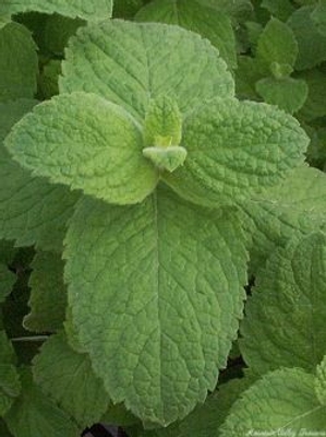 Mentha niliaca Egyptian Mint image