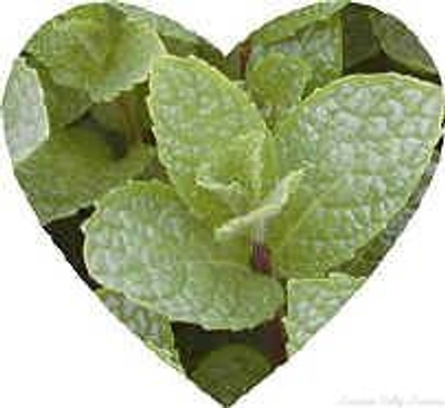 Mentha spicata 'Kentucky Colonel' Kentucky Colonel Spearmint image