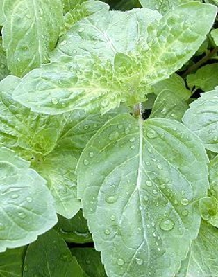 Mentha piperita 'Lemon Bergamot' Lemon Bergamot Mint image