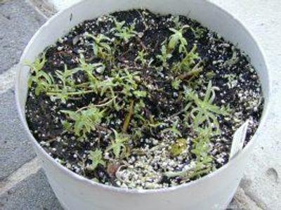 Mentha longifolia Habek Mint image