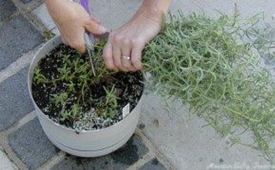 Mentha longifolia Habek Mint image