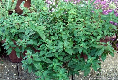 Mentha piperita 'Moroccan' Moroccan Mint image