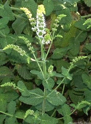 Mentha niliaca Egyptian Mint image