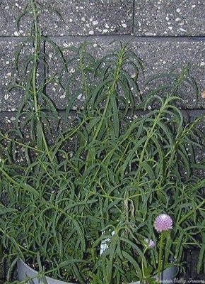 Mentha longifolia Habek Mint image