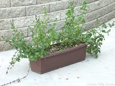 Mentha piperita 'Orange' Orange Mint image