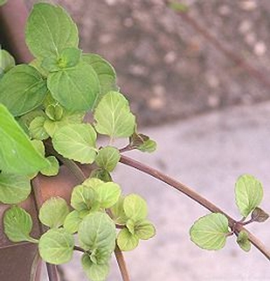 Mentha piperita 'Lavender' Lavender Mint image