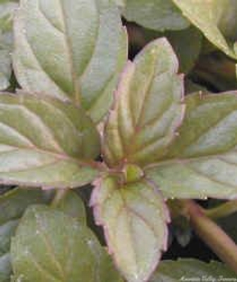 Mentha piperita 'Chocolate Mint' Chocolate Mint image