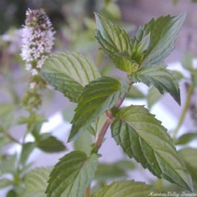 Mentha piperita 'Chocolate Mint' Chocolate Mint image