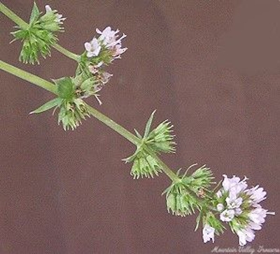 Mentha piperita 'Lavender' Lavender Mint image