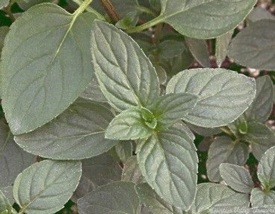 Mentha piperita Peppermint image