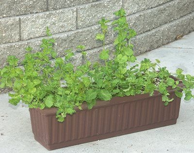 Mentha spicata crispa Curly Spearmint image