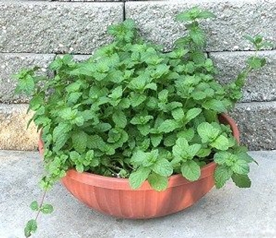 Mentha spicata 'Kentucky Colonel' Kentucky Colonel Spearmint image