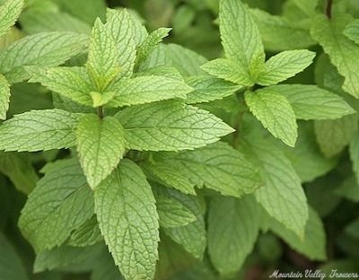 Mentha spicata 'Macho' Macho Mint image