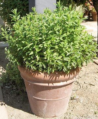 Mentha spicata 'Mint the Best' Mint the Best Spearmint image