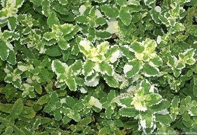 Mentha suaveolens variegata Pineapple Mint image