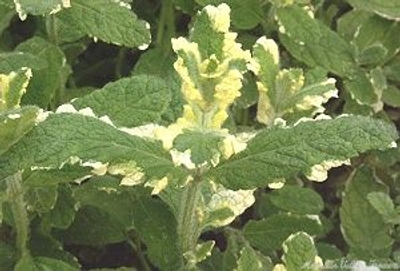 Mentha suaveolens variegata Pineapple Mint image