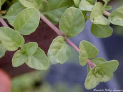 Mentha pulegium Pennyroyal image