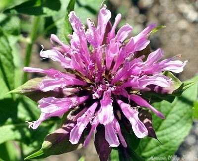 Monarda didyma Aquarius Bee Balm image