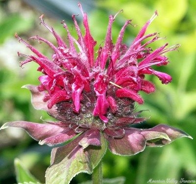 Monarda didyma 'Cambridge Scarlet' Cambridge Scarlet Bee Balm image