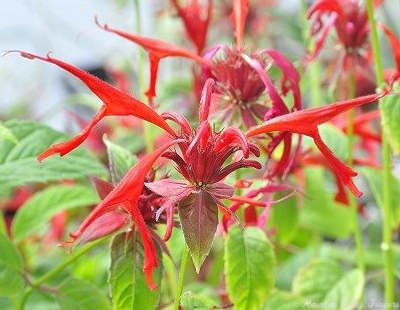 Monarda didyma 'Jacob Kline' Jacob Kline Bee Balm image