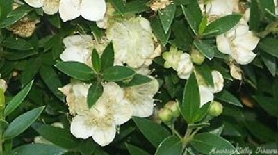 Myrtus communis compacta Dwarf Myrtle image