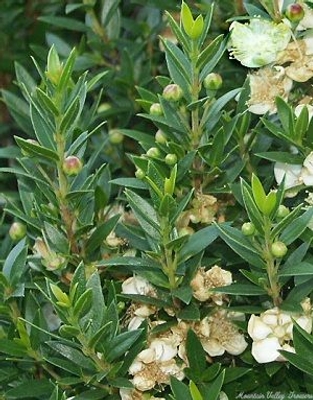 Myrtus communis compacta Dwarf Myrtle image