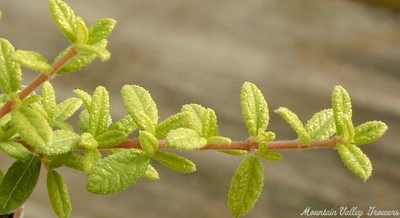 Nashia inaguensis Moujean Tea image