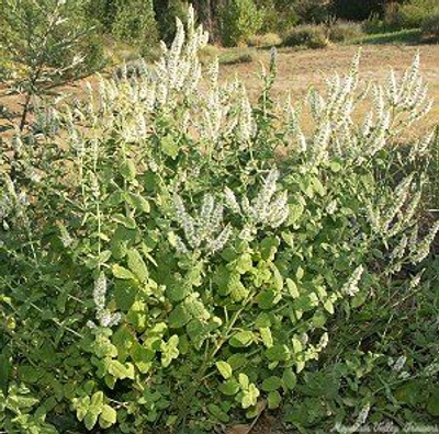 Nepeta cataria Catnip image