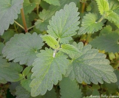 Nepeta cataria Catnip image