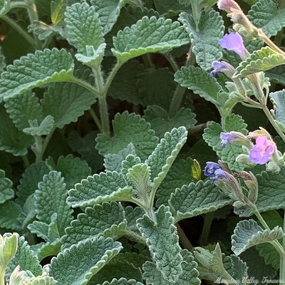 Nepeta grandiflora Giant Catmint image