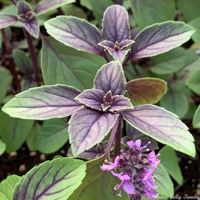 Ocimum basilicum African Blue Basil image