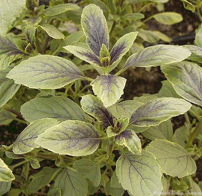 Ocimum basilicum African Blue Basil image