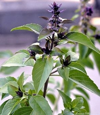 Ocimum basilicum Thai Basil image