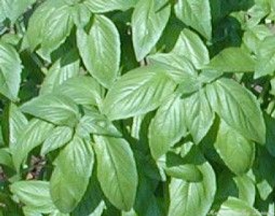 Ocimum basilicum Sweet Basil image
