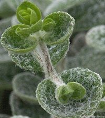 Origanum dictamnus Dittany image