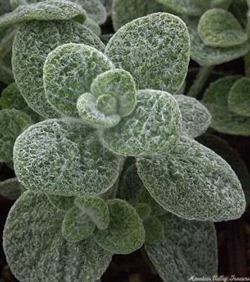 Origanum dictamnus Dittany image