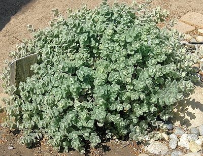 Origanum dictamnus Dittany image